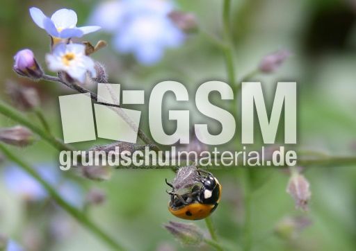 Marienkäfer-Valentin-43.jpg